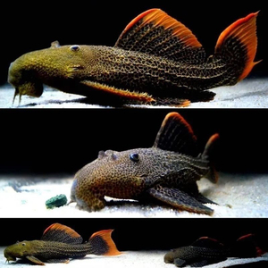 魚(yú)缸養(yǎng)三條魚(yú)吉利嗎：養(yǎng)三條魚(yú)是否吉利，文化寓意與現(xiàn)實(shí)考量的交融