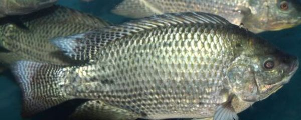 龍魚不能隨便養(yǎng)嗎：龍魚養(yǎng)護(hù)需謹(jǐn)慎，不能隨便養(yǎng)的奧秘與考量