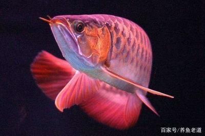 清理化糞池收費標準價格表：化糞池最忌三個地方，關乎環境與健康的關鍵要點