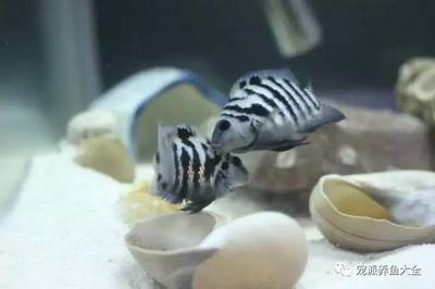 風水魚一般養幾條？揭秘養魚數量與風水的關系，風水魚養幾條最吉利？數量與運勢的奧秘全解析