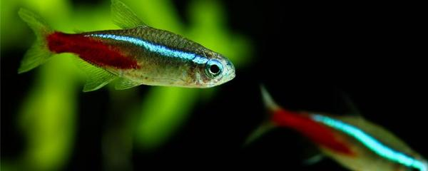 龍魚跳缸怎么急救：龍魚跳缸后的緊急處理與搶救全攻略