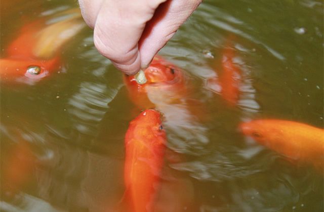 什么人家中可以放麒麟：家里放麒麟的害處，傳統觀念與現代解讀的碰撞