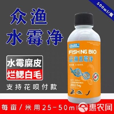 龍魚一般養幾條最旺財的：探尋龍魚養殖的旺財之道，養幾條最旺財？