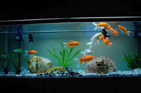 土霉素直接放魚缸被魚吃了？詳解正確用法與潛在風(fēng)險，土霉素直接投喂魚缸的危害及正確使用方法解析