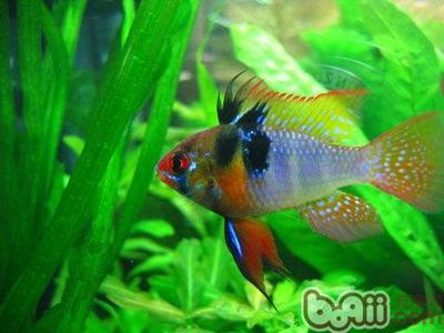 土霉素直接放魚缸被魚吃了？詳解正確用法與潛在風(fēng)險，土霉素直接投喂魚缸的危害及正確使用方法解析