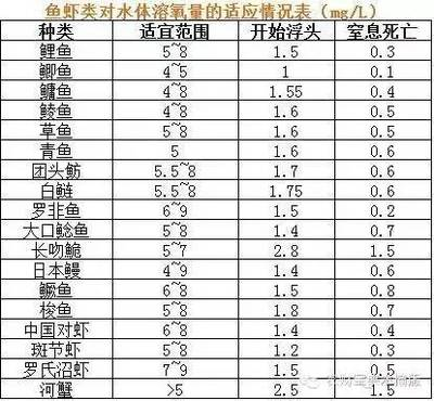養觀賞魚不死的秘訣，從新手到高手的完整指南，養觀賞魚零死亡的終極秘訣，新手快速進階高手全攻略