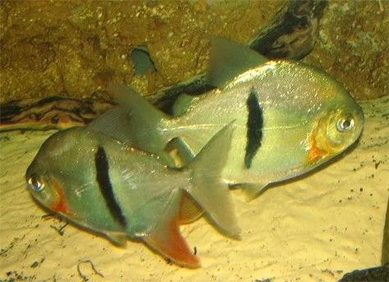 魚缸細(xì)菌感染多久會死亡，如何預(yù)防魚缸細(xì)菌感染 魚缸細(xì)菌感染多久會死亡，如何預(yù)防魚缸細(xì)菌感染 龍魚百科 第2張