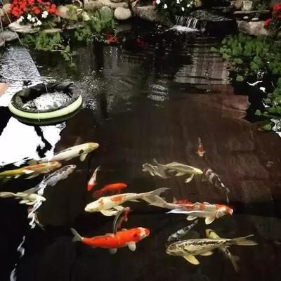 魚在水面上吐泡泡是怎么回事？揭秘魚類行為的科學奧秘，魚吐泡泡的真相，科學解析水面氣泡背后的魚類行為