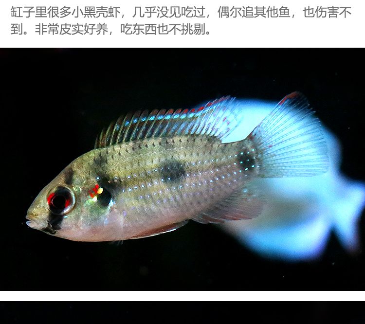 魚在水面上吐泡泡是怎么回事？揭秘魚類行為的科學奧秘，魚吐泡泡的真相，科學解析水面氣泡背后的魚類行為