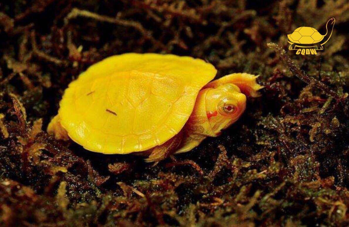 魚眾不同，從諧音梗看中文的趣味與智慧，諧音妙趣，從‘魚眾不同’探析中文的語(yǔ)言智慧