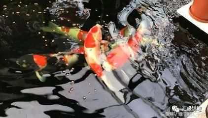 金魚擋災的10個跡象,它們如何為你化解厄運?,金魚擋災的10個跡象與化解厄運的奧秘 龍魚百科 第3張 金魚擋災的10個跡象,它們如何為你化解厄運?,金魚擋災的10個跡象與化解厄運的奧秘 金魚擋災的10個跡象,它們如何為你化解厄運?,金魚擋災的10個跡象與化解厄運的奧秘 龍魚百科 第3張