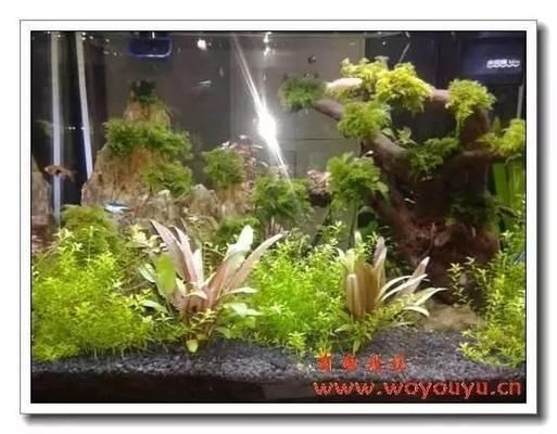 魚缸里的告別,當家里的魚接二連三死去,我們在悲傷中反思什么?,魚缸里的告別,當愛魚接連離世,我們在悲傷中反思生命與責任 龍魚百科 第2張 魚缸里的告別,當家里的魚接二連三死去,我們在悲傷中反思什么?,魚缸里的告別,當愛魚接連離世,我們在悲傷中反思生命與責任 魚缸里的告別,當家里的魚接二連三死去,我們在悲傷中反思什么?,魚缸里的告別,當愛魚接連離世,我們在悲傷中反思生命與責任 龍魚百科 第2張