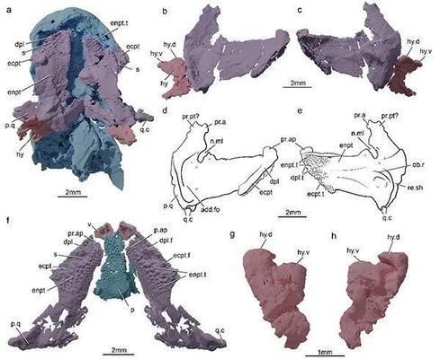 魚龍未變暗示了什么，從神話到現實的隱喻解析，魚龍未變，從神話隱喻到現實啟示的深度解析