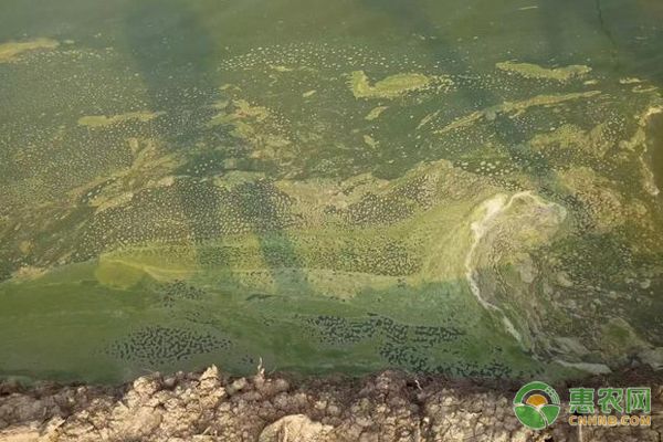 第一條魚是從哪里來的？追溯脊椎動物的起源之謎，第一條魚從何而來？揭開脊椎動物起源的遠古之謎 第一條魚是從哪里來的？追溯脊椎動物的起源之謎，第一條魚從何而來？揭開脊椎動物起源的遠古之謎 龍魚百科 第3張