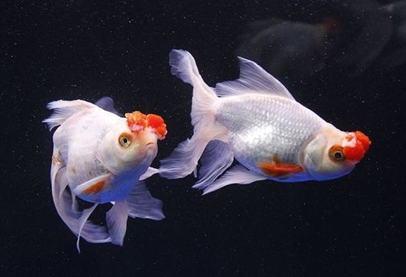 專(zhuān)業(yè)魚(yú)缸維修上門(mén)服務(wù)，讓您的水族世界無(wú)憂無(wú)慮，專(zhuān)業(yè)上門(mén)魚(yú)缸維修服務(wù)，守護(hù)您的水族世界無(wú)憂生活