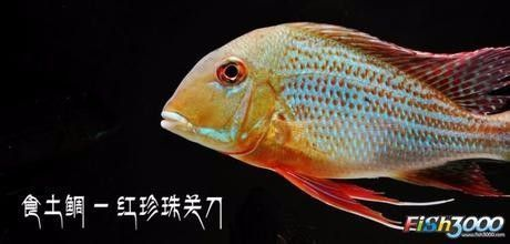 2025年運勢大爆發！這四個屬相將迎來最旺之年，2025年四大運勢最旺屬相揭曉！