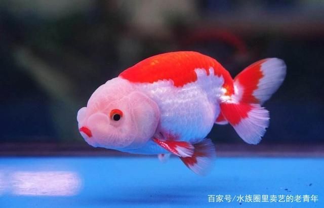 泥鰍的10大禁忌，食用與養殖需注意的關鍵事項，泥鰍的10大禁忌，食用與養殖必知關鍵事項 泥鰍的10大禁忌，食用與養殖需注意的關鍵事項，泥鰍的10大禁忌，食用與養殖必知關鍵事項 龍魚百科 第2張