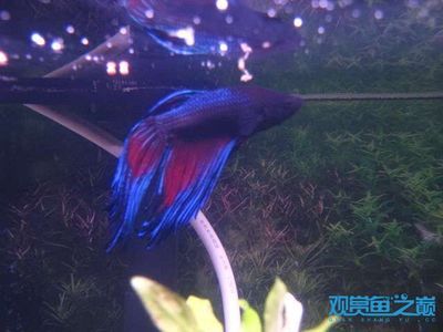 魚突然不活躍、躲在角落？揭秘背后的原因與解決方案，魚突然不活躍躲在角落？5大原因及解決方法全解析