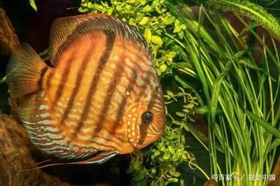 龍魚不能隨便戴，揭秘風(fēng)水禁忌與佩戴講究，龍魚佩戴風(fēng)水禁忌全解析，這些講究不可不知！