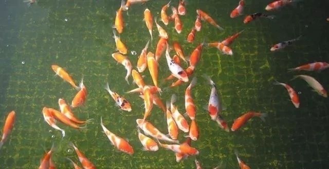 龍魚不能隨便戴，揭秘風(fēng)水禁忌與佩戴講究，龍魚佩戴風(fēng)水禁忌全解析，這些講究不可不知！