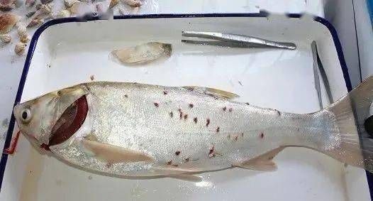 龍魚鎮宅藥第一名，風水靈獸的奧秘與養護之道，龍魚，鎮宅化煞的風水靈獸——揭秘其奧秘與科學養護之道