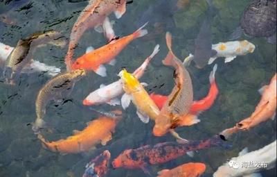 龍尾魚屬于什么檔次？揭秘其市場定位與獨特價值，龍尾魚市場定位解析，檔次與獨特價值全揭秘