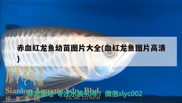 中名貴龍魚，水中貴族的魅力與養殖之道，名貴龍魚，水中貴族的魅力與養殖全攻略