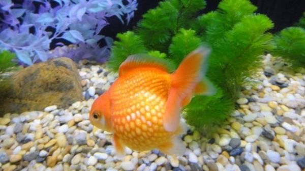 藍曼龍魚繁殖全過程，從配對到幼魚培育的詳細指南，藍曼龍魚繁殖全攻略，從配對到幼魚培育的詳細指南