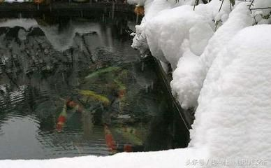 農村個人如何申請開辦養老院，詳細指南與注意事項，農村個人開辦養老院全流程指南，申請步驟與關鍵注意事項 農村個人如何申請開辦養老院，詳細指南與注意事項，農村個人開辦養老院全流程指南，申請步驟與關鍵注意事項 龍魚百科 第2張