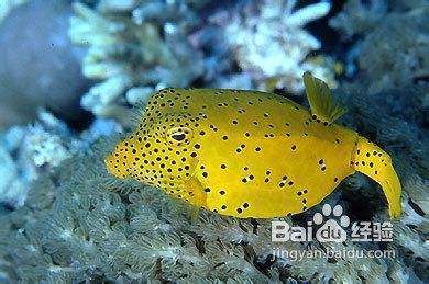 打造清澈透明水世界，魚缸水質養護全攻略，魚缸水質養護全攻略，輕松打造清澈透明的水世界