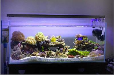 耐養小金龍觀賞魚，新手入門與飼養指南，新手必看，耐養小金龍觀賞魚入門飼養全指南