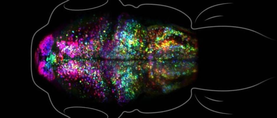 養三條魚的寓意，從風水到生活的深層解讀，養三條魚的風水奧秘與生活哲學，從傳統寓意到現代啟示
