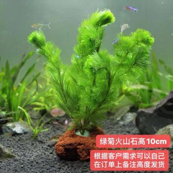 牛擺件頭朝哪個方向與位置，風水學中的講究與擺放指南，牛擺件風水擺放指南，頭朝方向與位置的講究