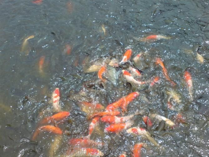 龍魚苗喂養秘籍，科學膳食，助力快速成長