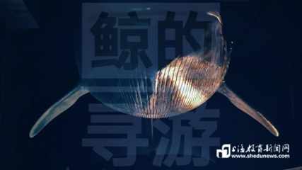 龍魚的壽命一般多少年？探索這一珍貴觀賞魚的壽命秘密，揭秘龍魚壽命，這一珍貴觀賞魚能活多少年？