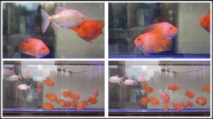 龍魚突然死亡要警惕：龍魚突然死亡，探尋神秘背后的真相