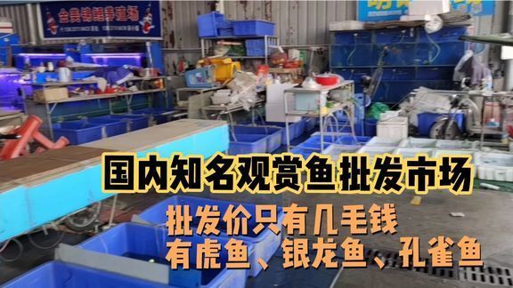 做夢夢到金龍魚是什么征兆：夜夢金龍魚，神秘夢境的奇幻之旅