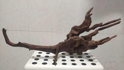 龍魚是龍魚嗎圖片大全：龍魚之辨，探尋龍魚是龍魚嗎背后的真相與奧秘