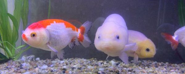 龍魚和神仙魚能混養嗎？全面解析混養條件與注意事項，龍魚與神仙魚混養指南，條件與注意事項全解析