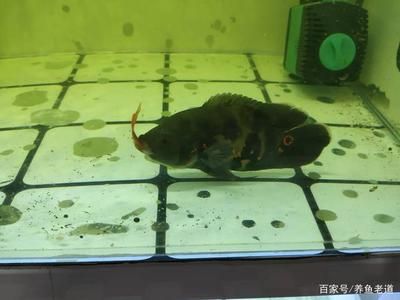 招財貓吃龍魚好嗎視頻：招財貓與龍魚，風水吉祥物與水族寵物的奇妙緣分
