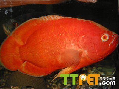魚龍打一動(dòng)物生肖，揭秘十二生肖中的神秘象征，魚龍之謎，揭秘十二生肖中的神秘生肖象征