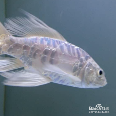 家中養魚風水講究，招財納福的智慧布局，家居養魚風水布局指南，招財納福的智慧之道