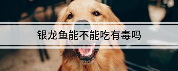 龍魚能和雷龍混養嗎圖片大全：龍魚與雷龍混養可行性探究，視覺盛宴背后的生態考量