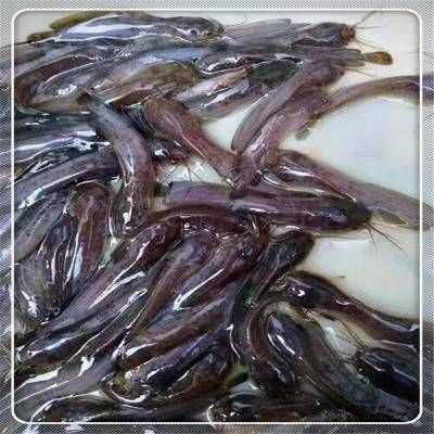 龍魚能養多長時間不死：探秘龍魚壽命，究竟能養多長？