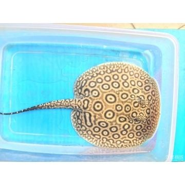 龍魚鱗片爛了一塊，原因、治療與預(yù)防措施，龍魚鱗片潰爛的原因分析及治療預(yù)防方法