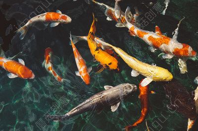 龍魚躺缸底，原因分析與應對策略，龍魚躺缸底的原因解析及有效解決措施