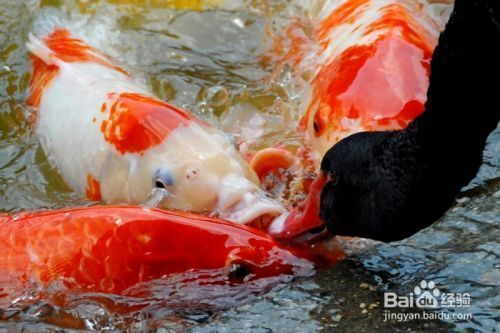 中國(guó)龍魚(yú)繁殖基地在哪里：探秘中國(guó)龍魚(yú)繁殖基地，珍稀水族的孕育搖籃