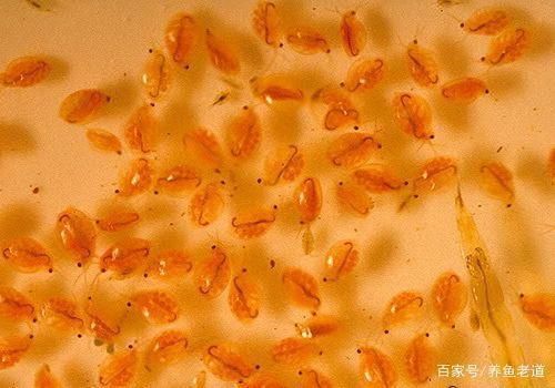 最佳化糞池大吉方向，風水布局與實用設計指南，根據您的要求，以下是生成的標題，，風水與功能兼備，最佳化糞池方位布局及實用設計全解析