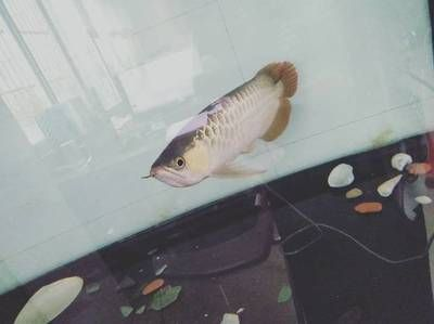 金龍魚怎么喂食最好，金龍魚幼魚專用飼料有哪些 金龍魚怎么喂食最好，金龍魚幼魚專用飼料有哪些 龍魚百科 第6張
