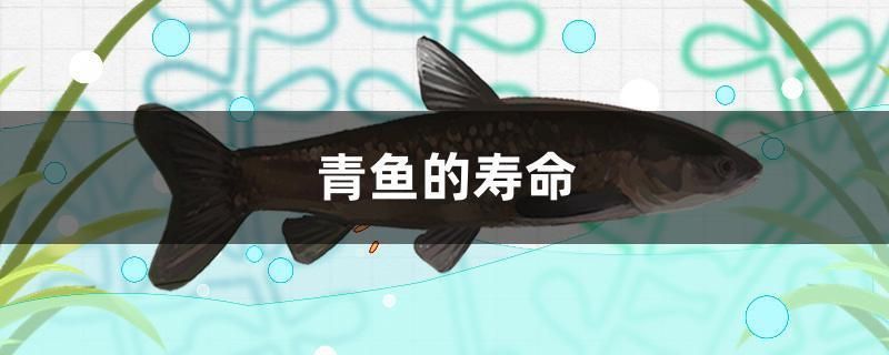 青龍魚的壽命是多少年啊，青龍魚的壽命受到多種因素影響青龍魚的壽命受到多種因素影響